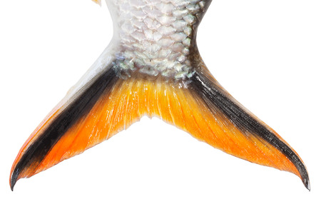 Tinfoil barb: Barbonymus schwanenfeldiiの写真素材