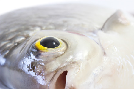 Fish eye (Tinfoil barb) close up.の写真素材