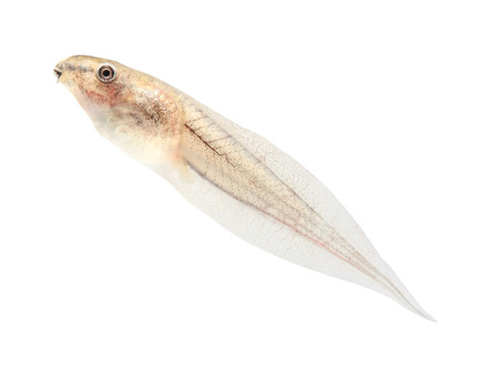Tadpole in white background.