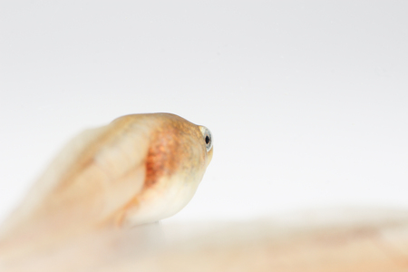 Tadpole in white background.の写真素材
