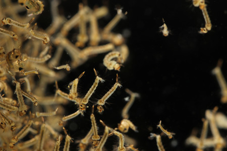 Mosquito's larva in water.の写真素材