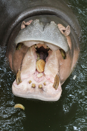 Hippopotamuses showing huge jaw and teeth.の写真素材