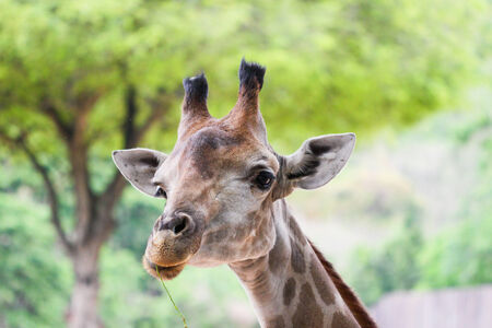 Giraffeの写真素材