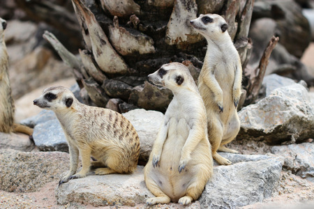 Meerkatの写真素材