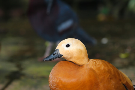 Ruddy shelduck male isolated on whiteの写真素材