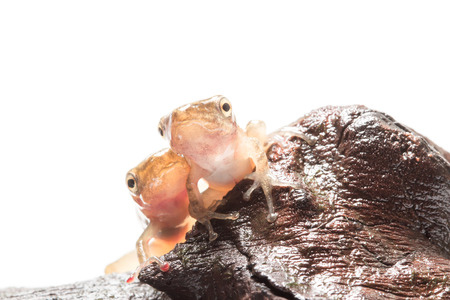 Tadpole in white background.の写真素材