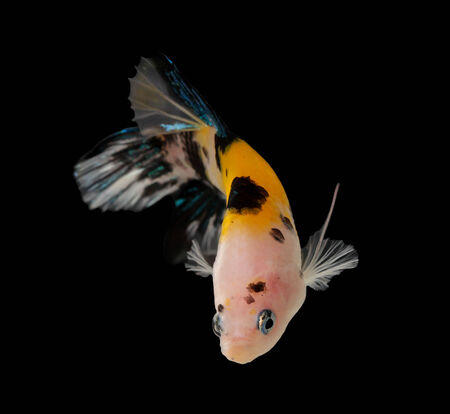 siamese fighting fish (koi style) isolated on black background.の写真素材