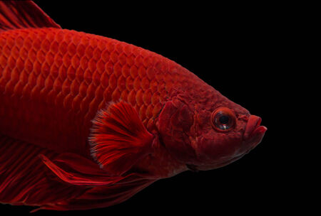 siamese fighting fish isolated on black background.の写真素材