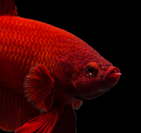siamese fighting fish isolated on black background.の写真素材