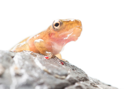 Tadpole in white background.の写真素材