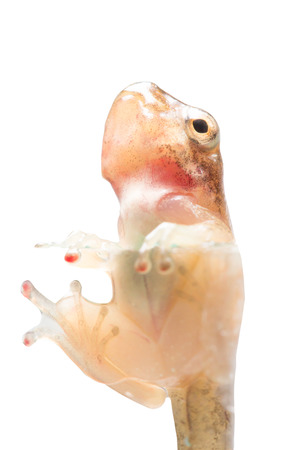 Tadpole in white background.の写真素材