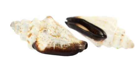 sea shells isolated on white