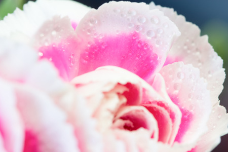 Close-up of pink carnation flowerの写真素材