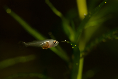 Larvae of fish.の写真素材