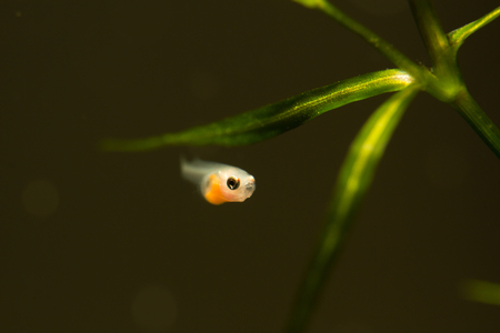 Larvae of fish.の写真素材