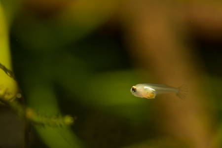 Larvae of fish.の写真素材