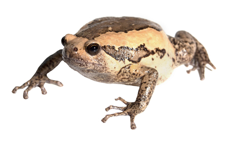 bullfrog isolate on white backgroundの写真素材