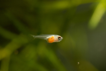 Larvae of fish.の写真素材