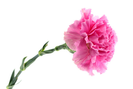 carnation flower on white backgroundの写真素材