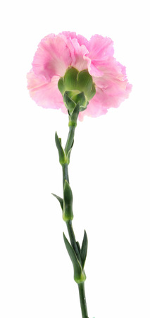 carnation flower on white backgroundの写真素材