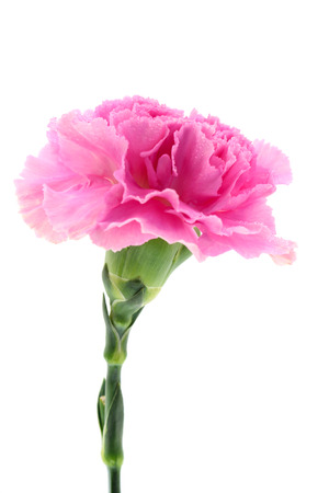 carnation flower on white backgroundの写真素材