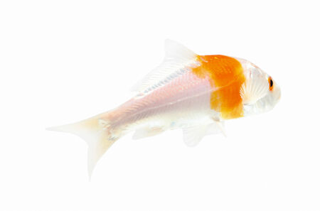 Koi Isolation on the white backgroundの写真素材