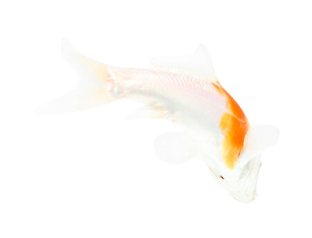 Koi Isolation on the white backgroundの写真素材