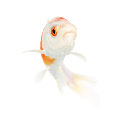 Koi Isolation on the white backgroundの写真素材