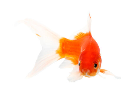 Koi Isolation on the white backgroundの写真素材