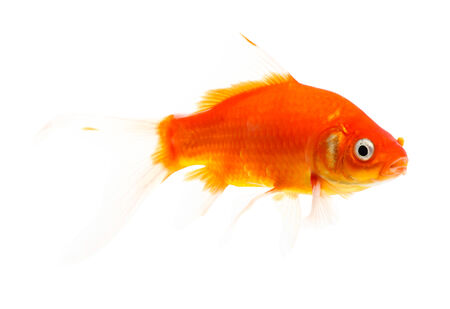 Koi Isolation on the white backgroundの写真素材