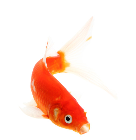 Koi Isolation on the white backgroundの写真素材