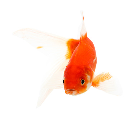 Koi Isolation on the white backgroundの写真素材