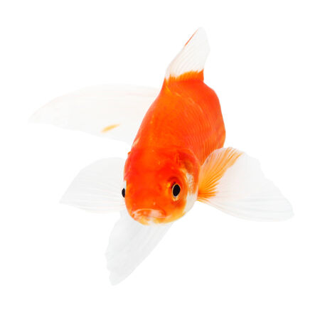 Koi Isolation on the white backgroundの写真素材