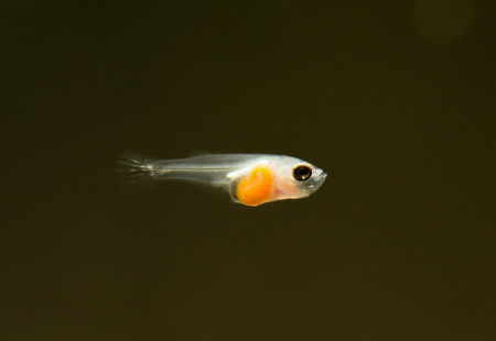 Larvae of fish.の写真素材