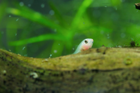 Larvae of fish.の写真素材