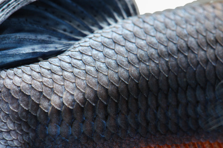 Texture of tail siamese fighting fishの写真素材