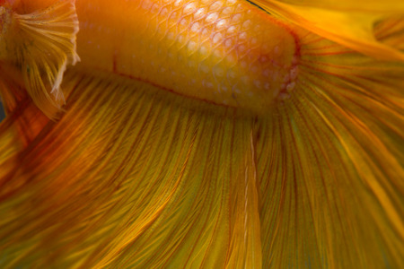 Texture of tail siamese fighting fishの写真素材