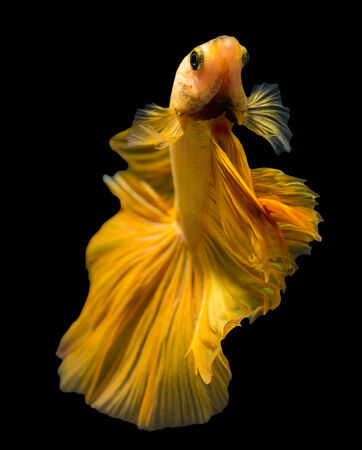 siamese fighting fish isolated on black background.の写真素材
