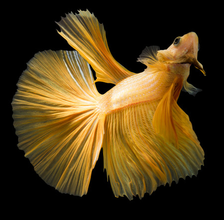 siamese fighting fish isolated on black background.の写真素材