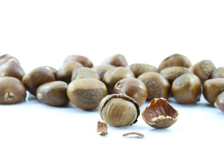 Chestnut on white background.の写真素材