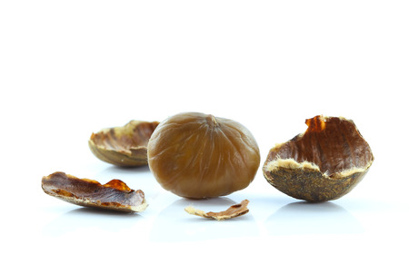Chestnut on white background.の写真素材