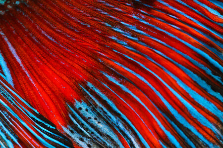 Texture of tail siamese fighting fishの写真素材