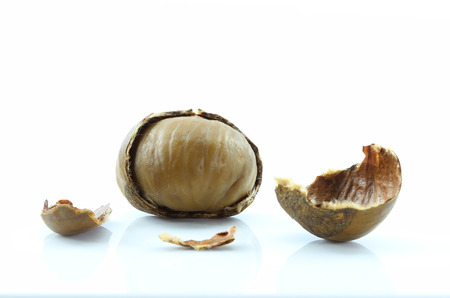 Chestnut on white background.の写真素材