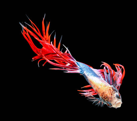 siamese fighting fish isolated on black background.