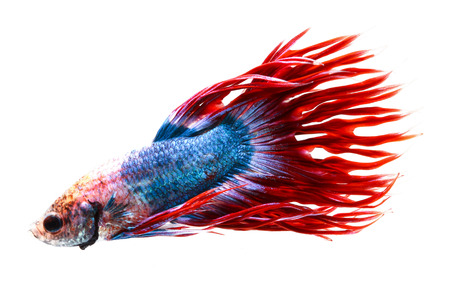 siamese fighting fish, betta isolated on white background.