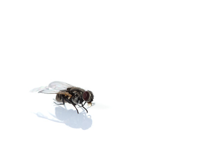 fly on a white background.