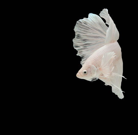 Betta big ear isolated on black background.の写真素材