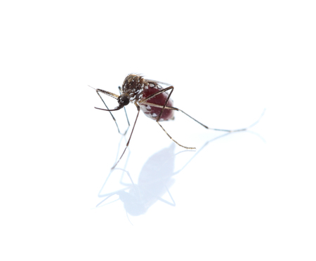 Mosquito isolated on white backgroundの写真素材