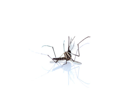 Mosquito isolated on white background