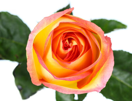 Beautiful orange rose close upの写真素材